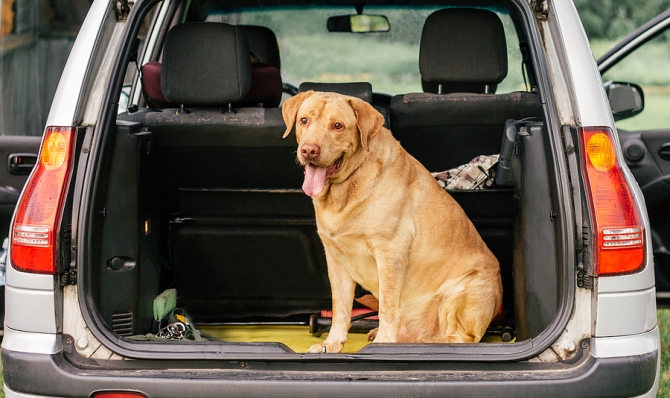 Best Used Cars 2022: Hatchbacks